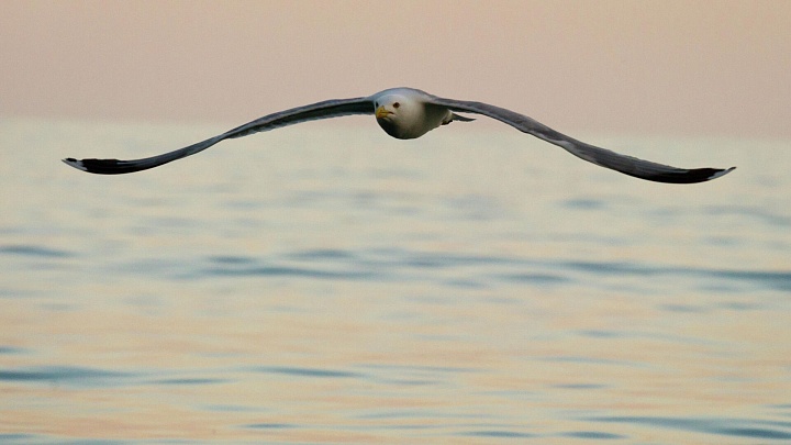 Чайка, которой футболист сделал массаж сердца, может стать символом клуба